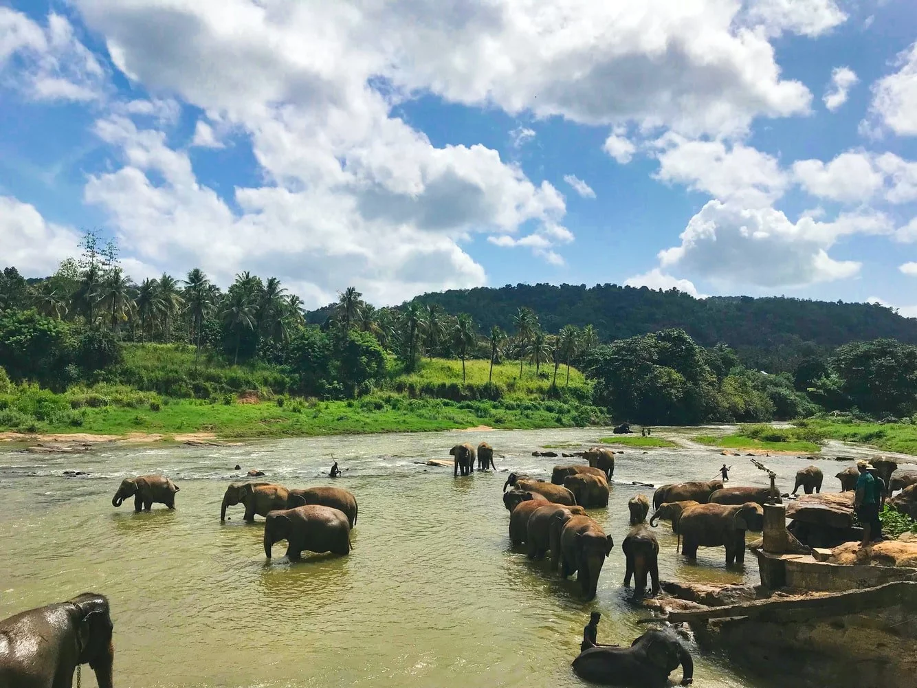 Elefanten baden im Fluss Sri Lanka