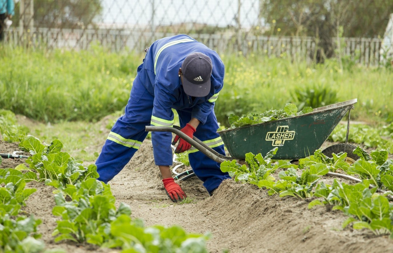 Mann pflanzt Setzlinge in Landwirtschaftlichem Betrieb in Südafrika