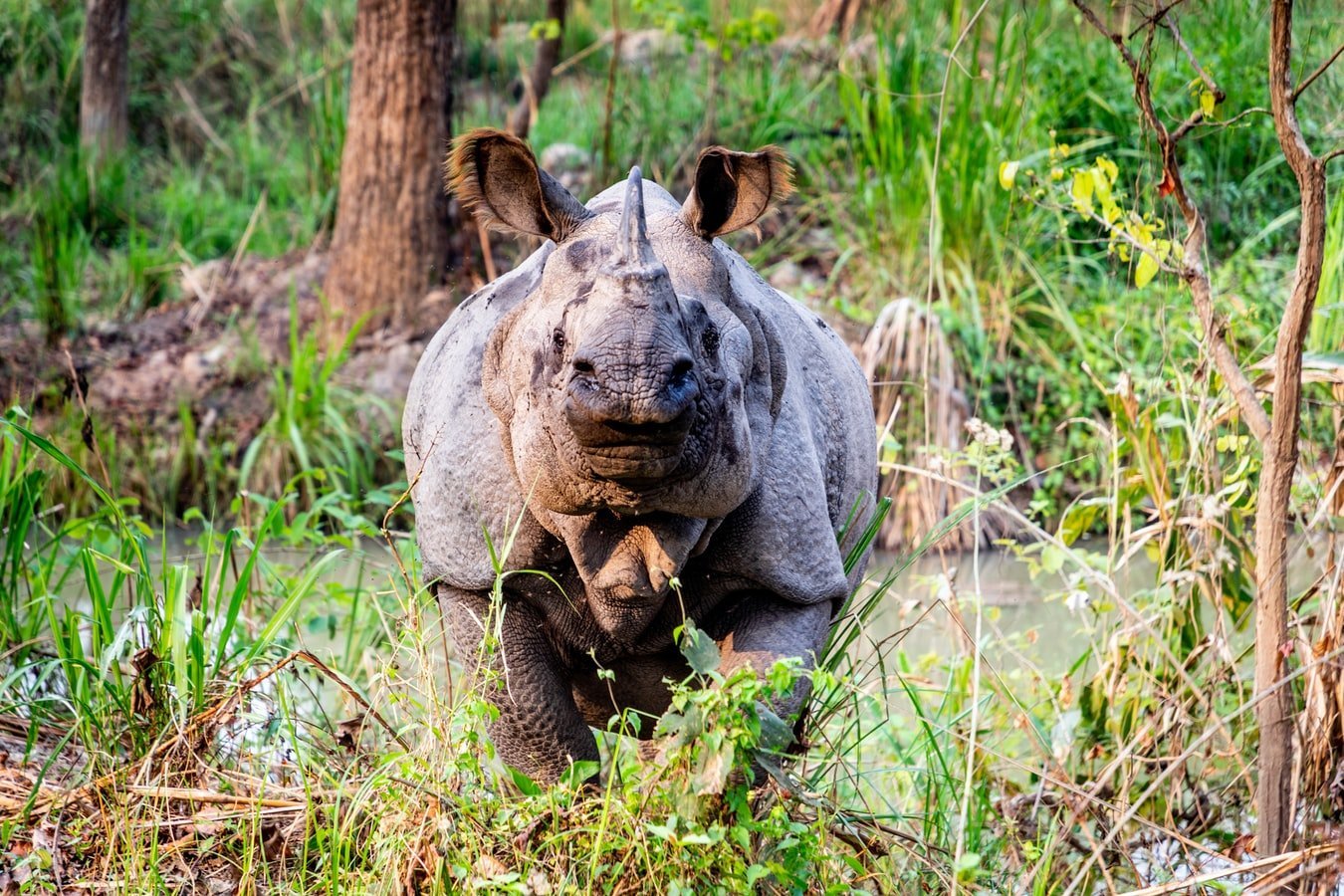 Panzernashorn im Chitwan Nationalpark Nepal