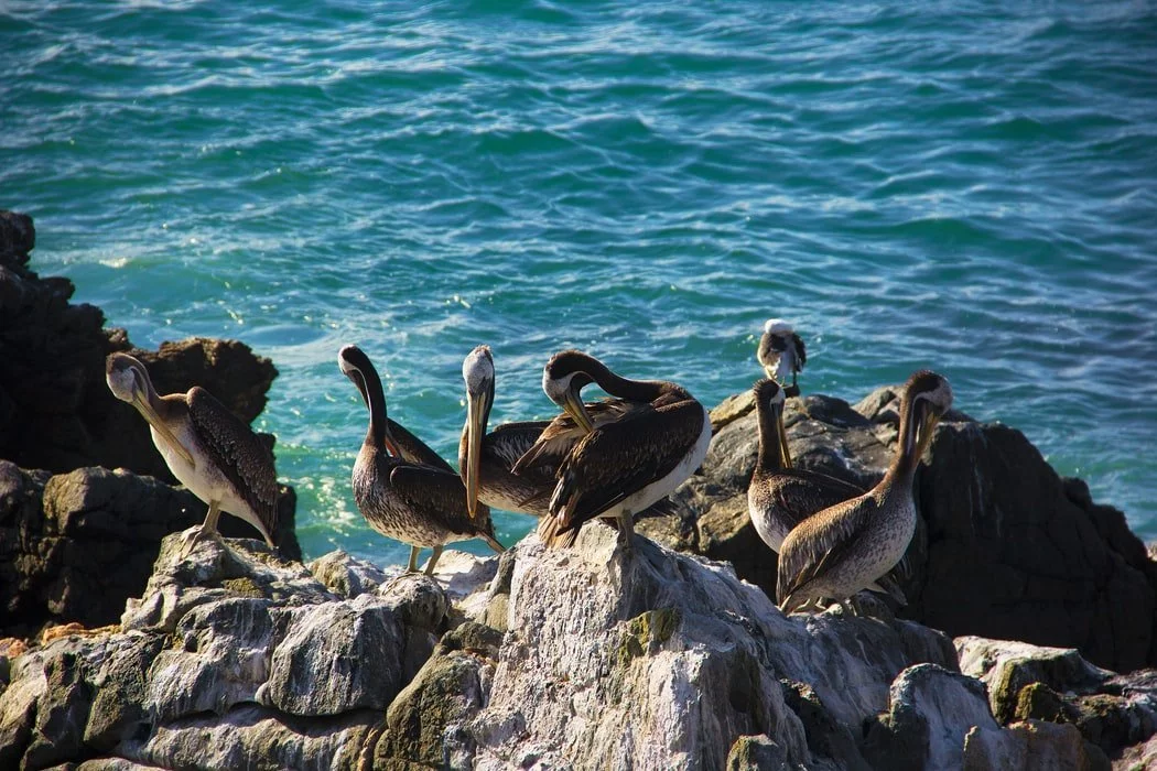 Pelikane Pazifikküste Chile