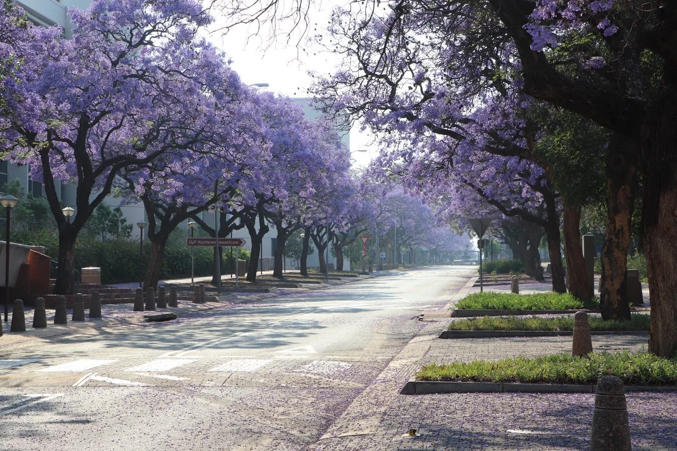 Blühende Jacaranda Bäume in Pretoria Südafrika