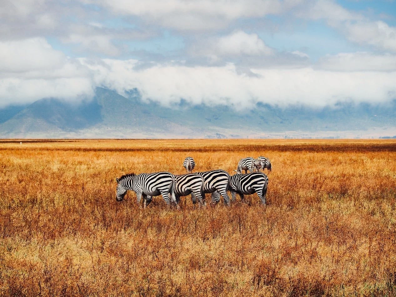 Zebras am Ngorongoro Krater in Tansania