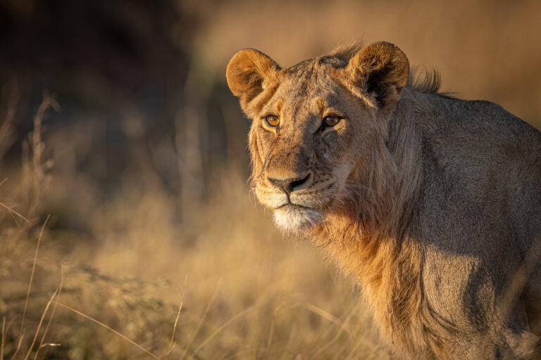BFG Botswana Löwe