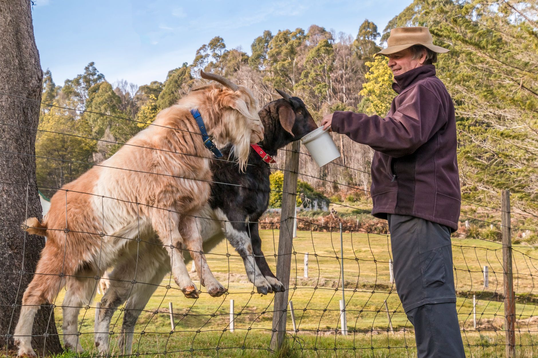 Teilnehmerin eines Work and Travel Programms arbeitet auf einer Farm in Australien